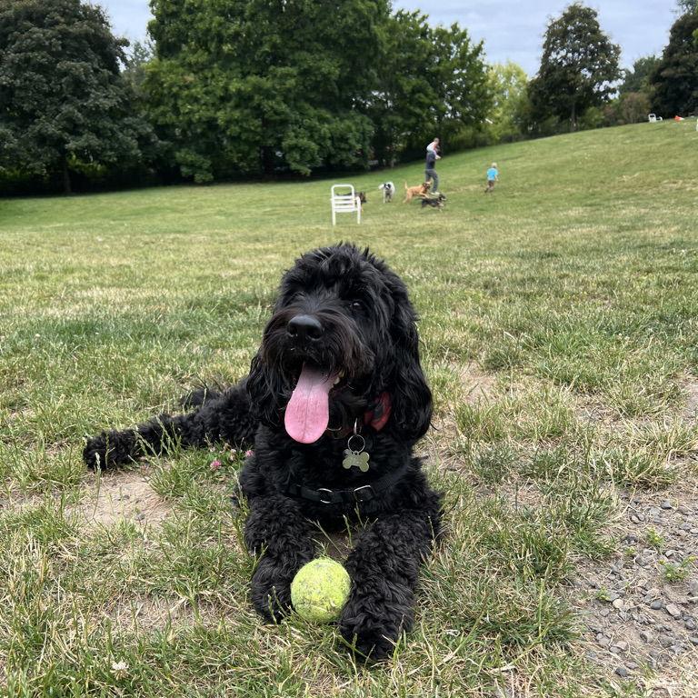 Our favorite Saturday morning activity is taking Ozzy to the dog park.