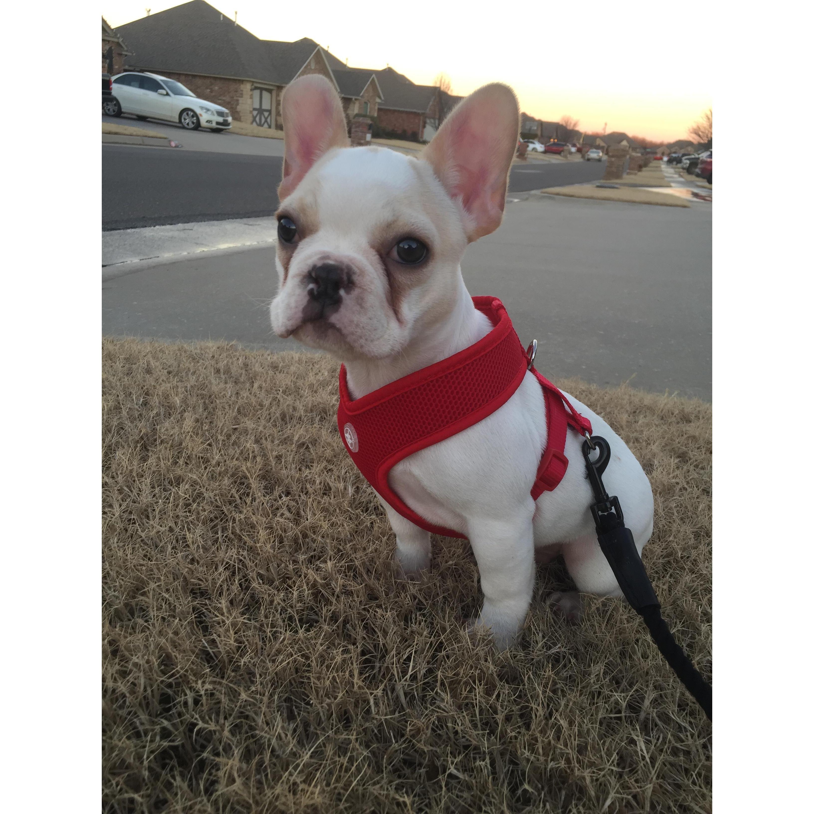 Our first puppy Brodie