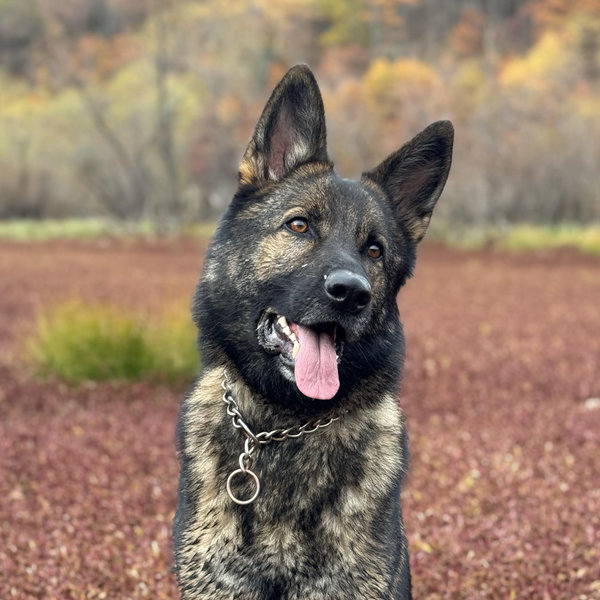 Year's Supply Of Pet Treats