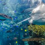 Aquarium of the Pacific