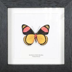 Painted Beauty Butterfly Ventral Side In Black Box Frame (Batesia hypochlora)