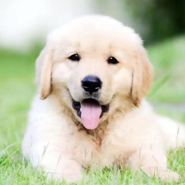 Golden Retriever Puppy Fund