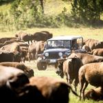 Buffalo Safari Jeep Tours