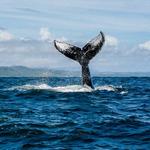 Whale Watching (Seasonal – January to March)