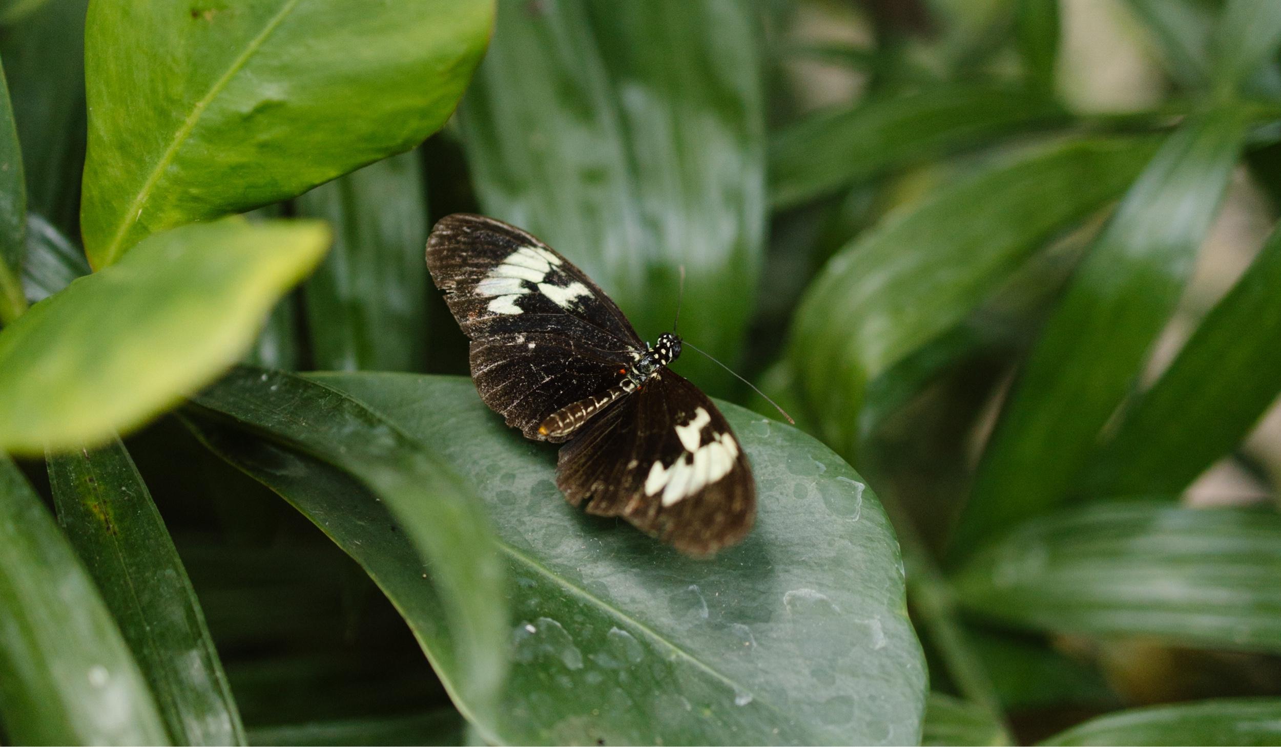 Footer image