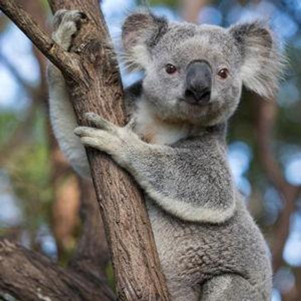 Holding koalas at Kuranda Koala Gardens
