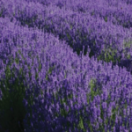 The Spa at The Estate
