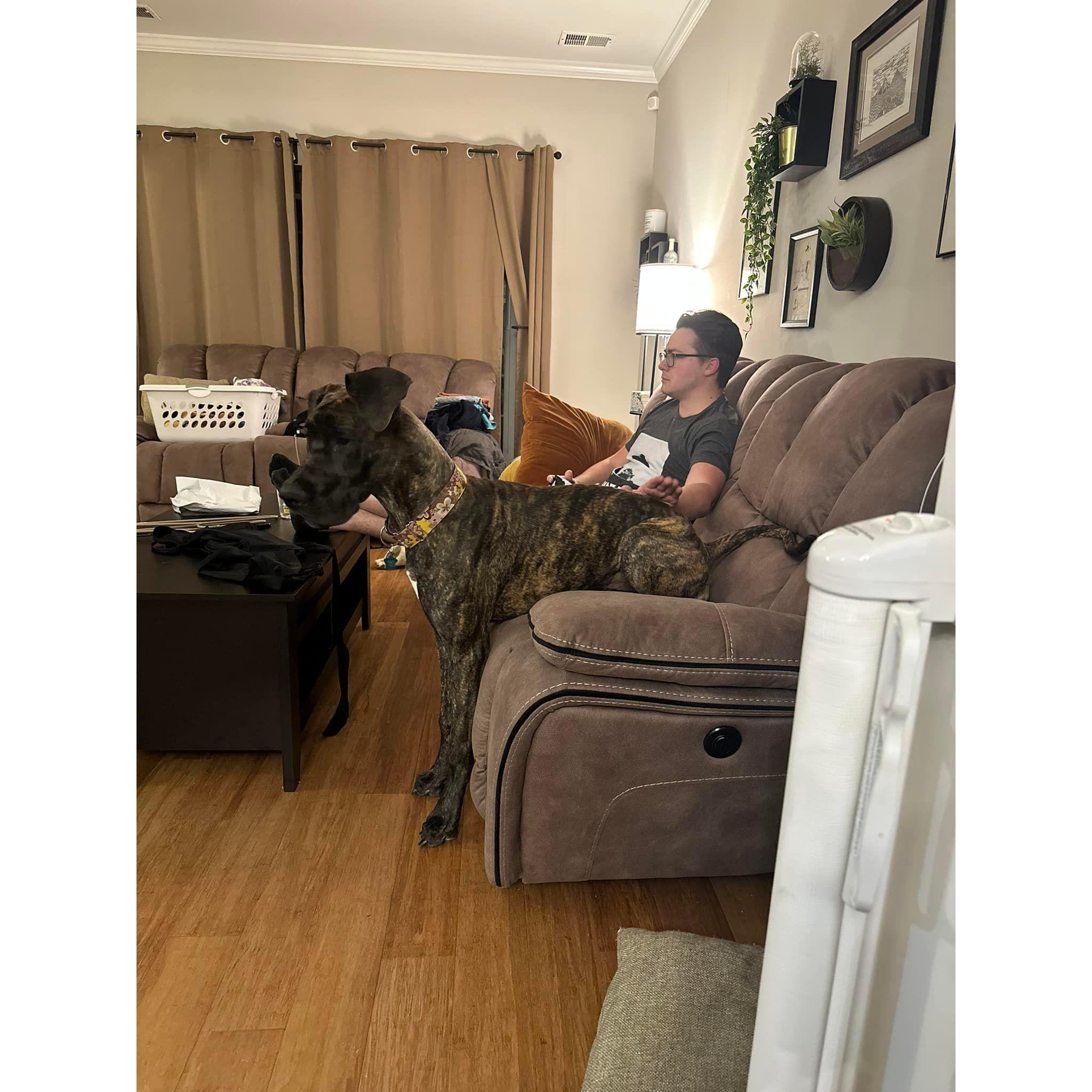 Our not so little Great Dane puppy at 8 months old