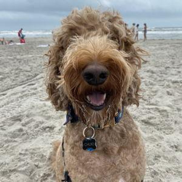 Chuki's Toys and Treats Fund