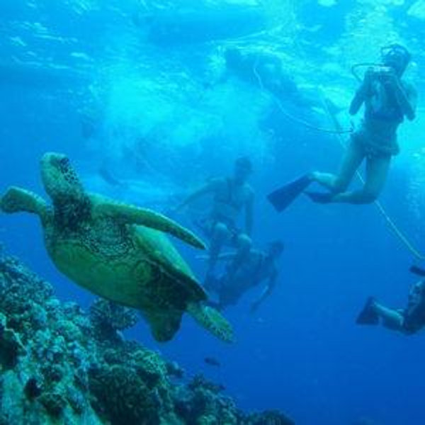Maui Snorkeling Molokini Crater and Turtle Town