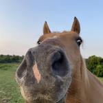 Red Fern Riding Center