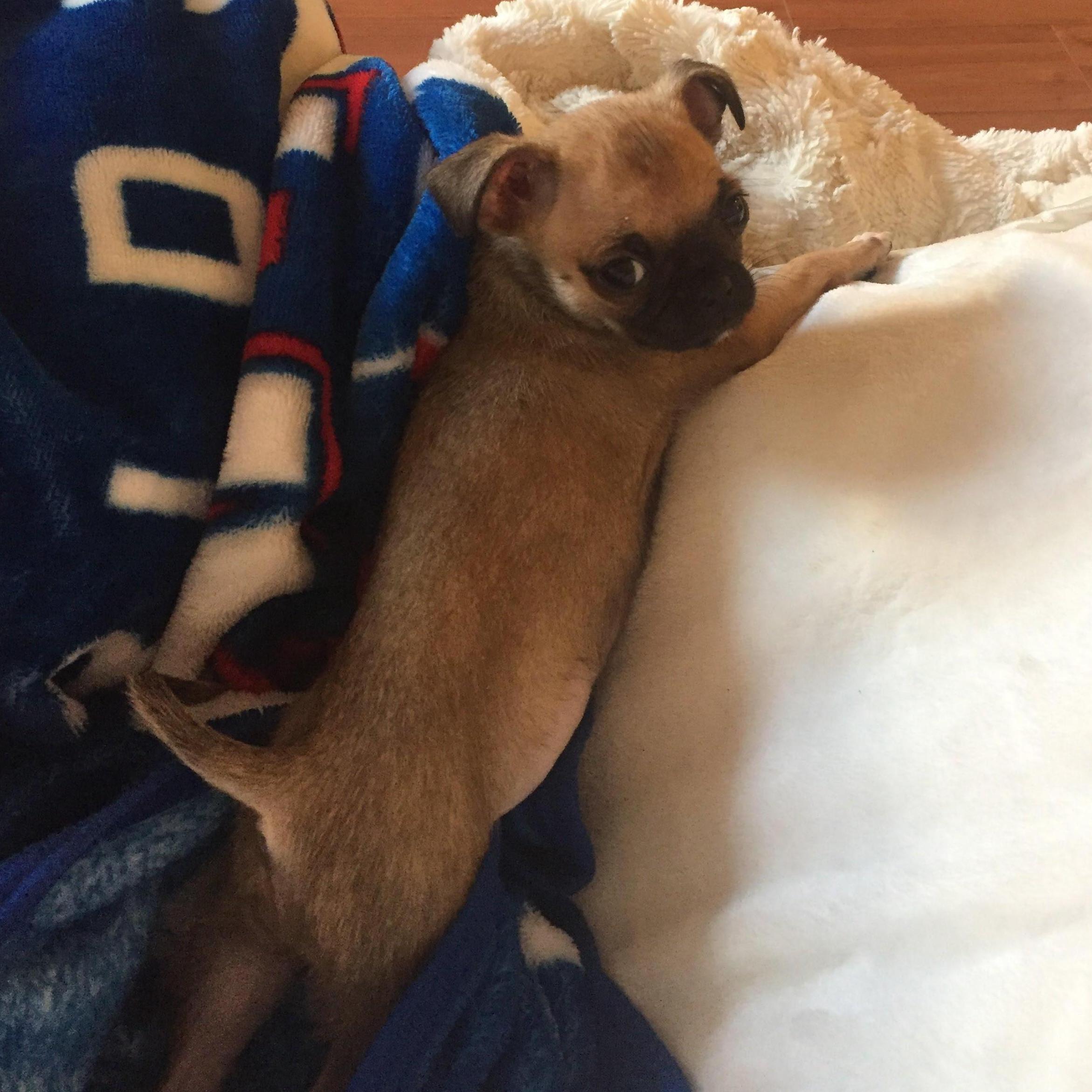 The day we brought Lulu home, love at first sight