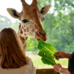 Cheyenne Mountain Zoo