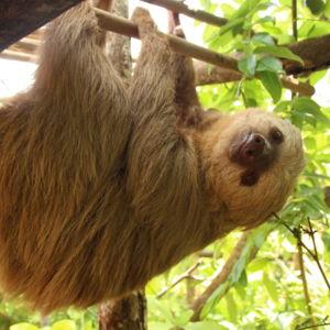 Sloth Tour