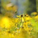 Cowiche Canyon Trail