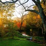 Avalon Nature Preserve