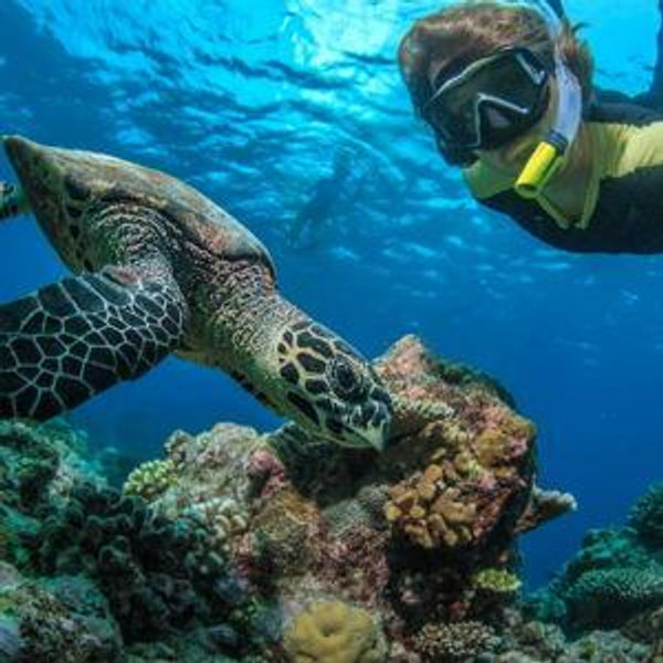 Snorkeling with Turtles and Dolphins for Two