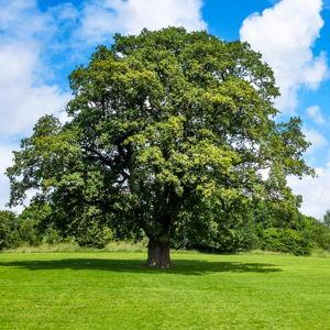 Tree Fund