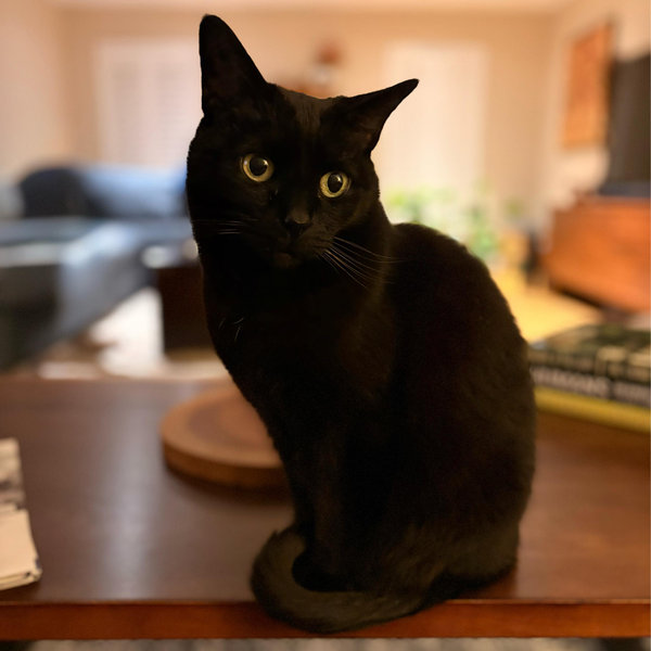 Cat Sitting for Honeymoon
