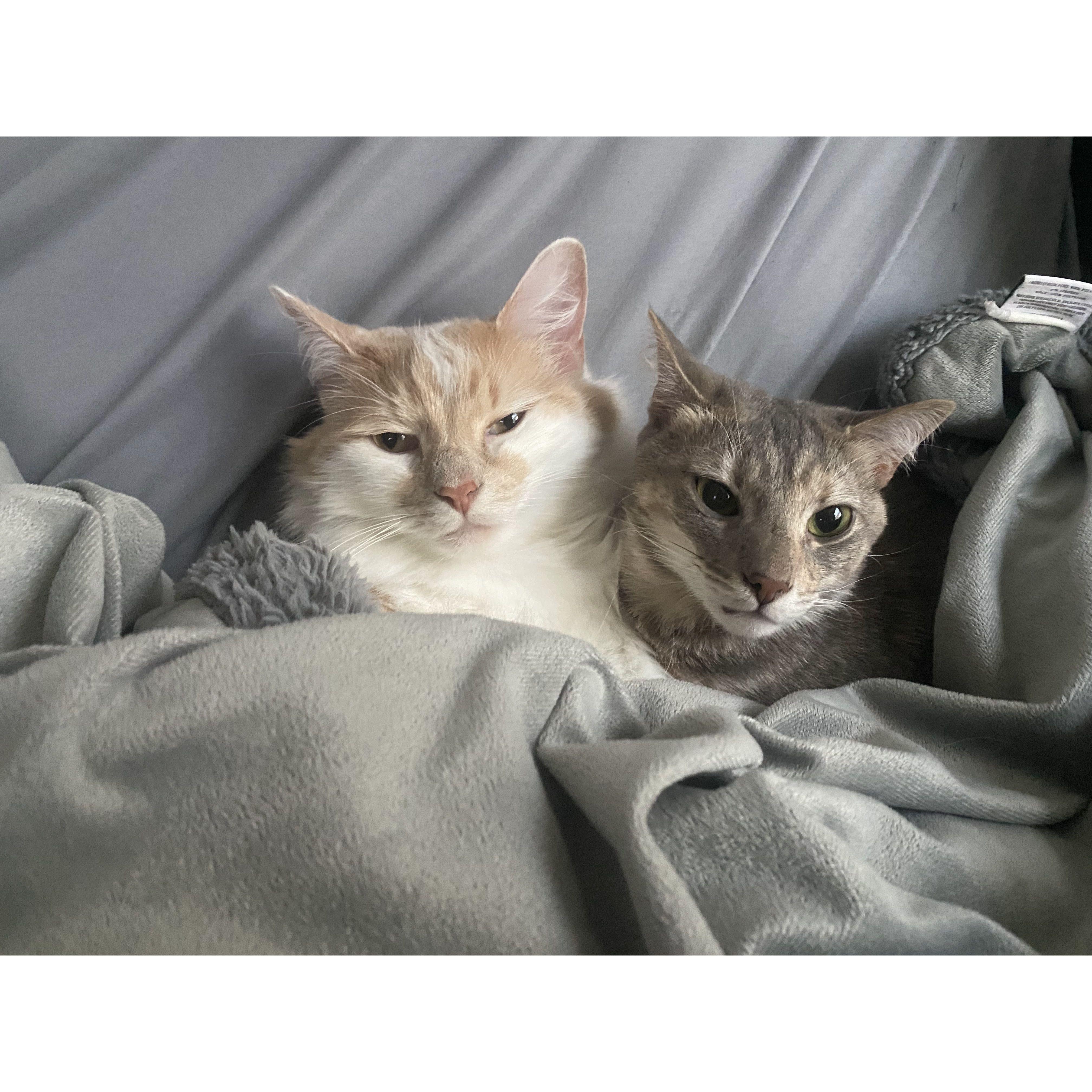 Bunny and Leo snuggling.