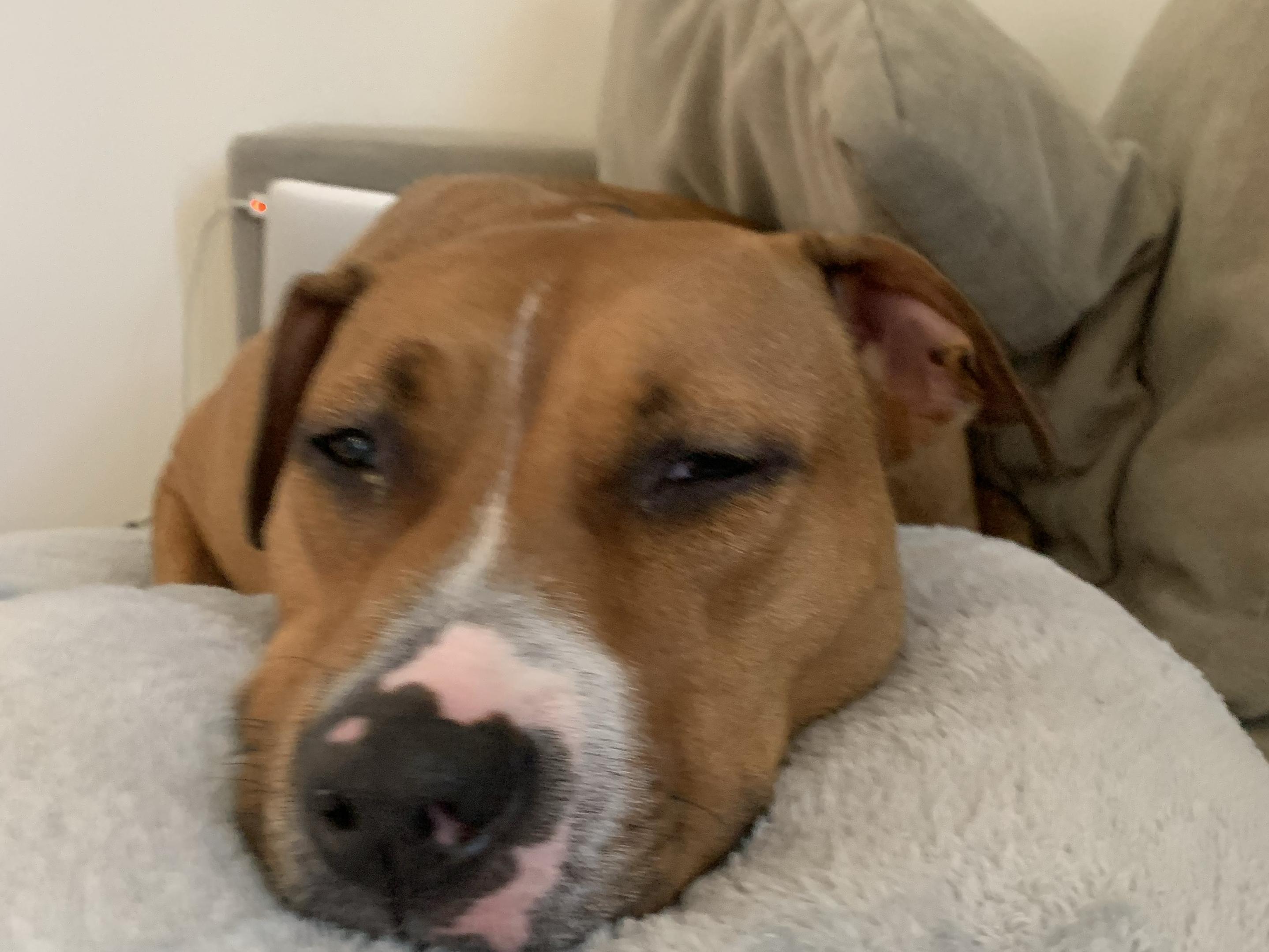 Wamsutta® Dream Zone® 1000-Thread-Count PimaCott® Pillowcases (Set of 2)