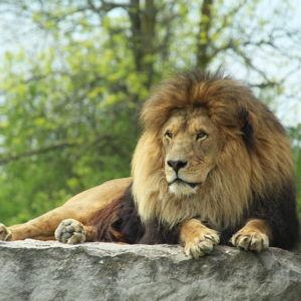 Safari Honeymoon Fund - Credit Card (Processing Fee)