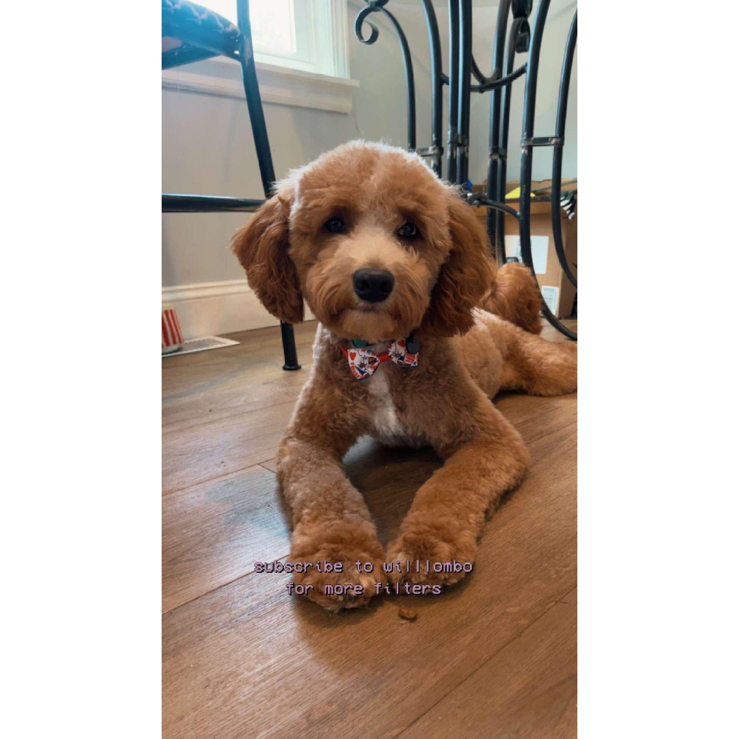 Our second fur baby