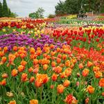 Minnesota Landscape Arboretum