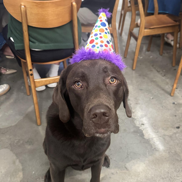 Baci's Treat Fund