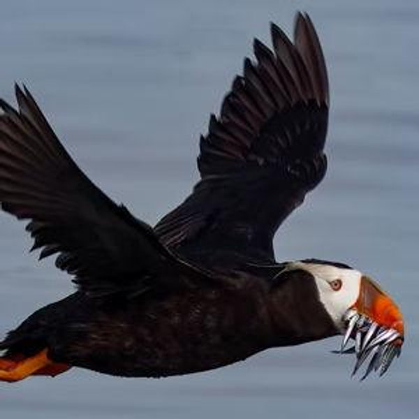 Orcas Island Honeymoon Fund