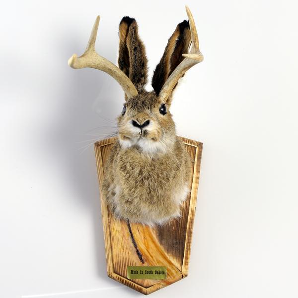 Head Mount Jackalope