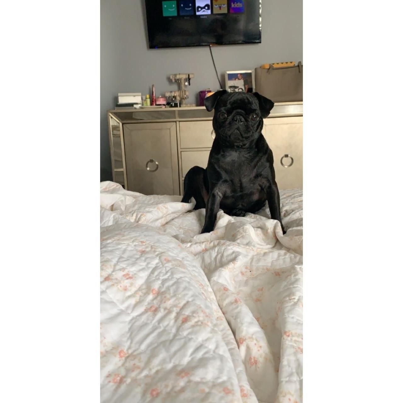 Piper