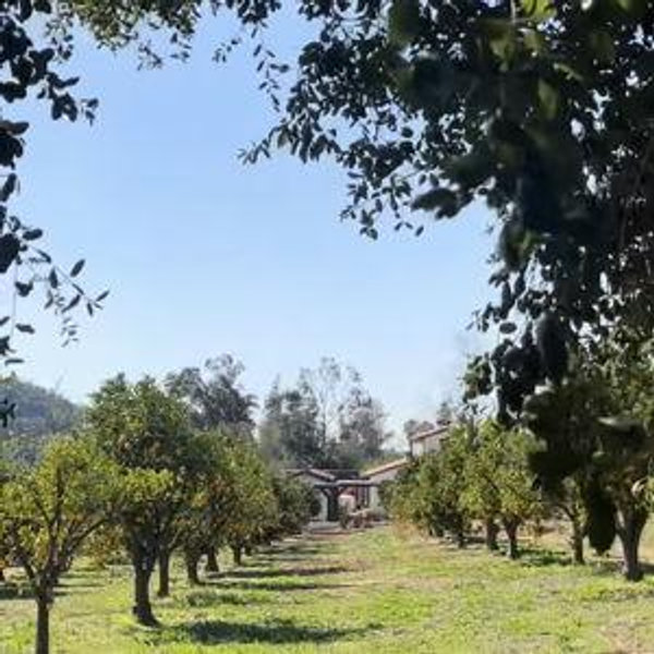 Citrus Trees