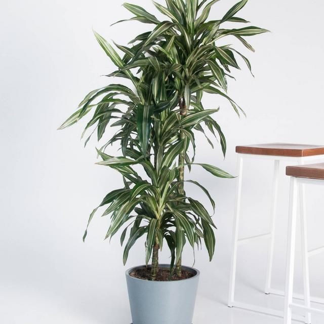 Buy Potted Dracaena Warneckii Indoor Plant | Bloomscape