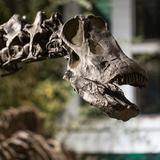 Carnegie Museum of Natural History