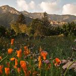 Santa Barbara Botanic Garden