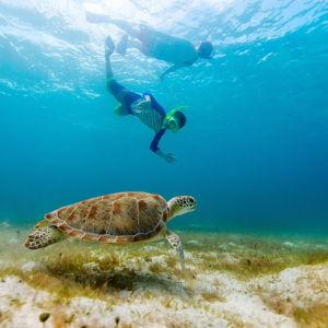 Swimming with Sea Turtles