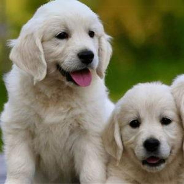 Golden Retriever New Puppy Fund