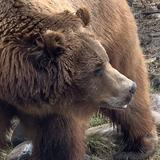 Montana Grizzly Encounter