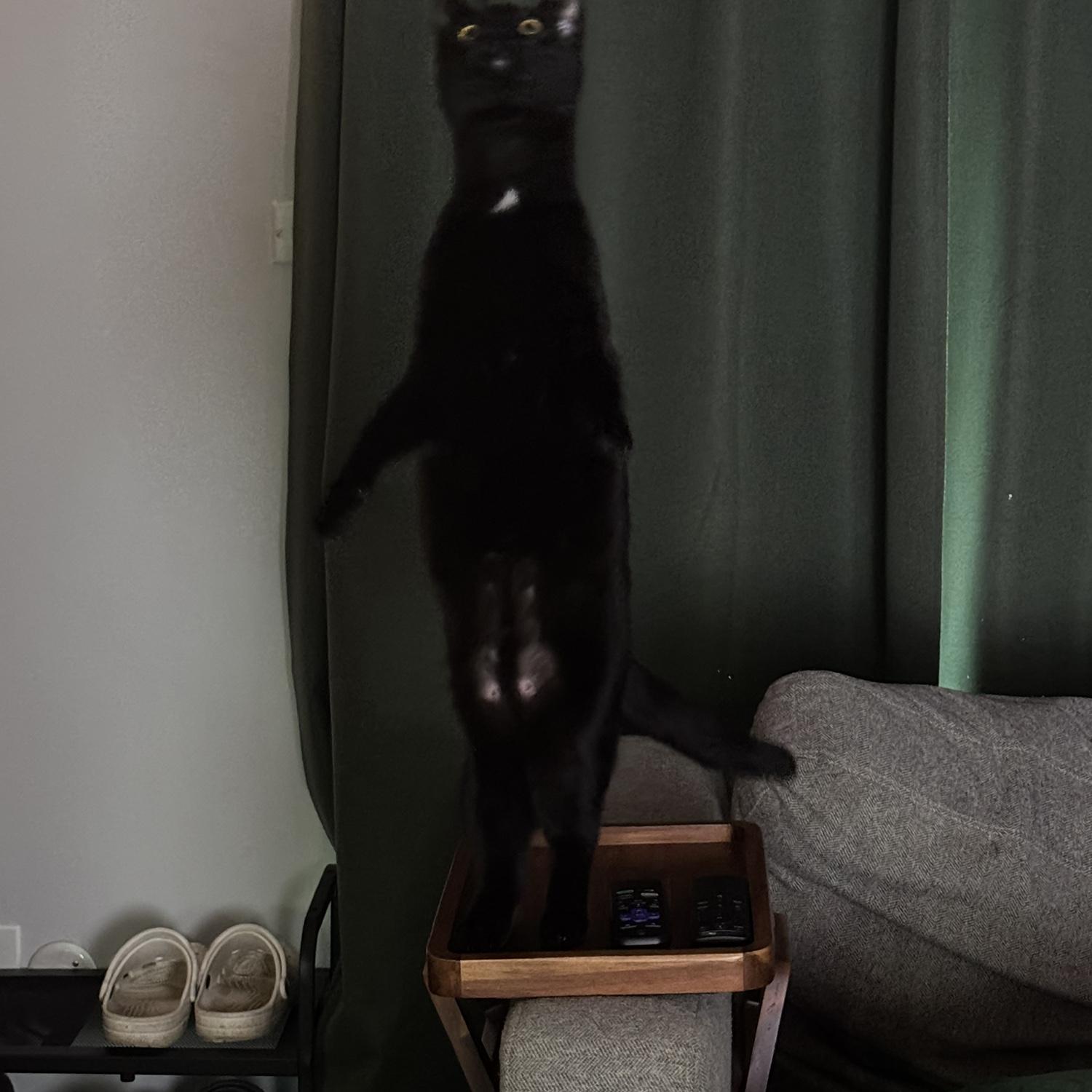 Ebi levitating (ebitating)