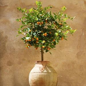Indoor Citrus Tree | Gethsemane