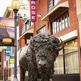 Buffalo Rose