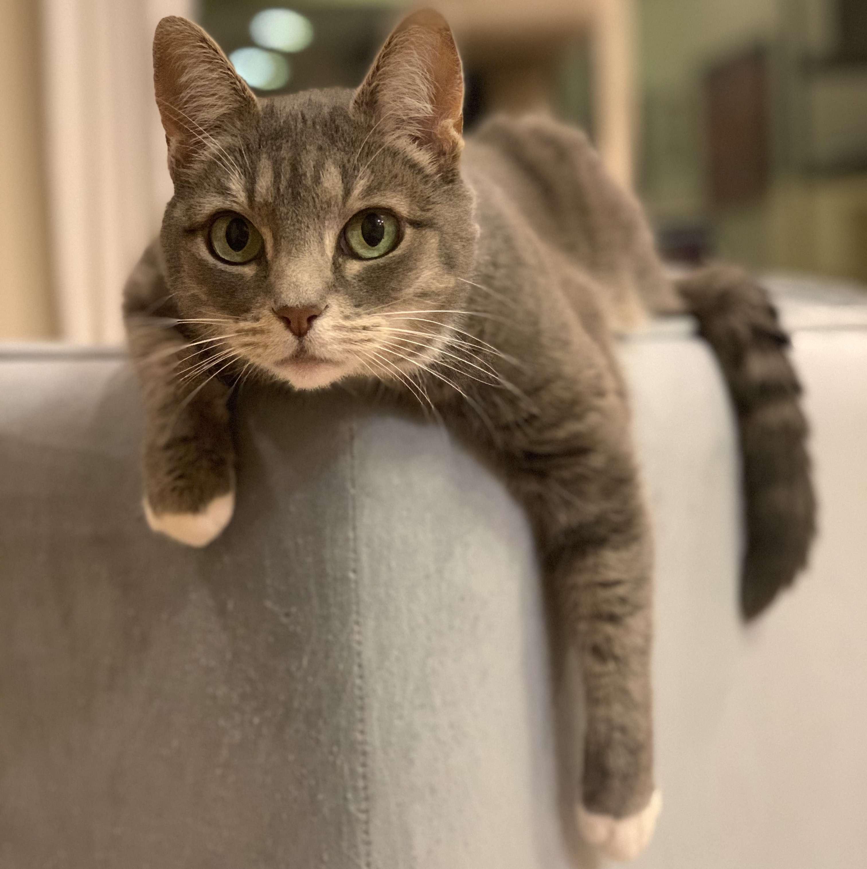 Arya