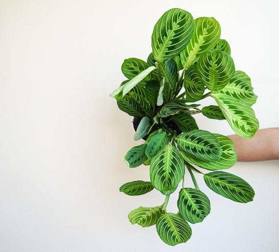 6" Maranta Green Prayer Plant- Maranta Leuconeura Lemon Lime- live house plant