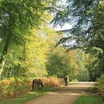 Walk or Cycle in the New Forrest