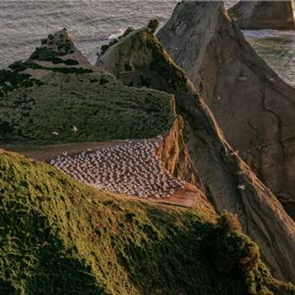 Sunrise Can Am Tour in New Zealand