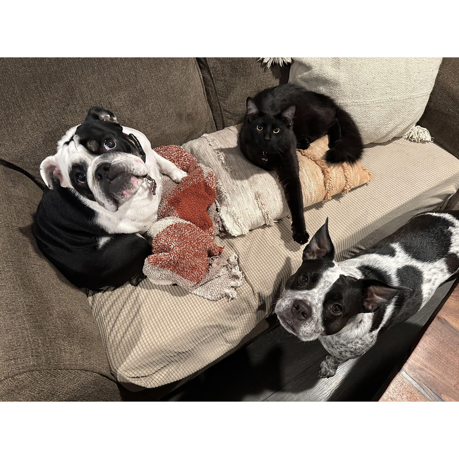 Dolly, Dot, and Merle — our 3 babies — before our baby baby.