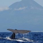 Whale & Dolphin Watching
