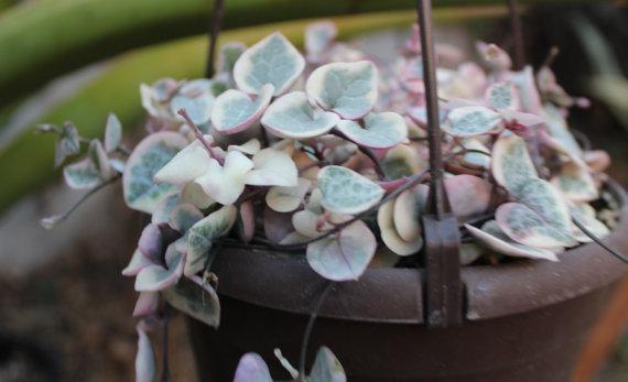 Rare Variegated String of Hearts - Ceropegia Woodii 5" hanging pot