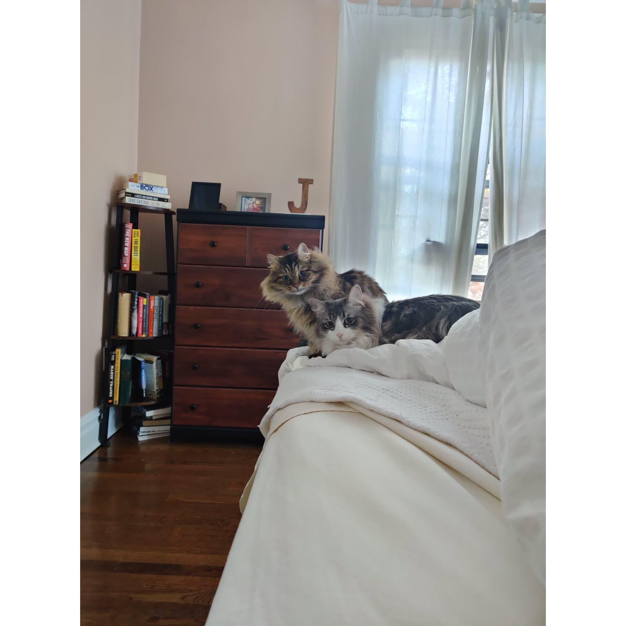 We decided one crazy cat wasn't enough so we rescued Waffle's sister, Wheat aka, Sweetie. This is the look we get before they start trouble.